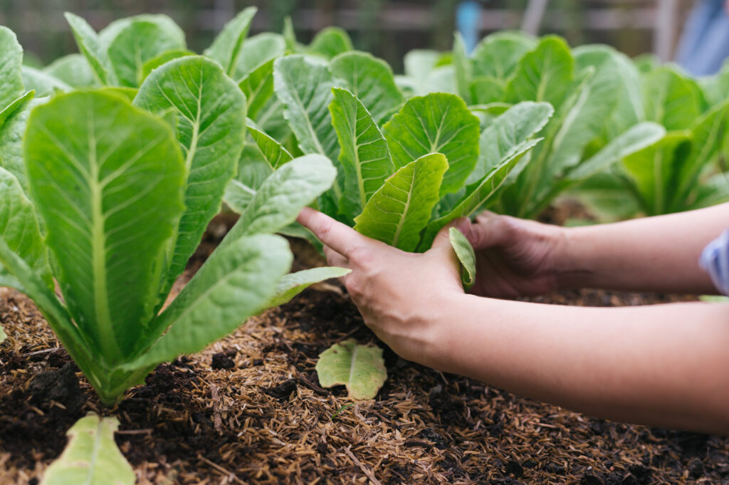 Incrível textura dos espinhos, flores e folhas desta planta